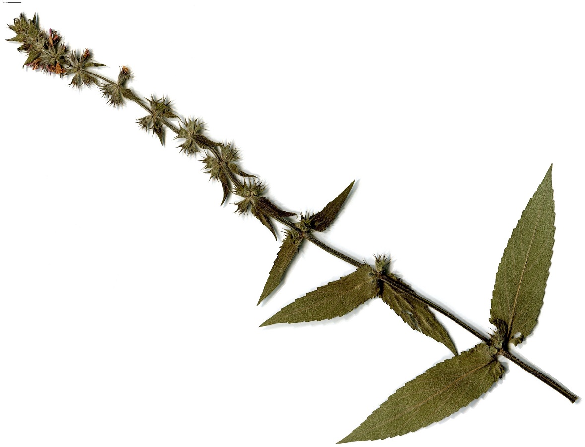 Stachys palustris (Lamiaceae)